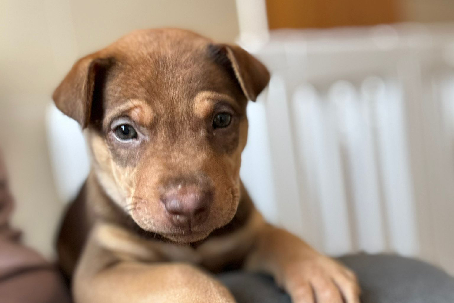 Toby
